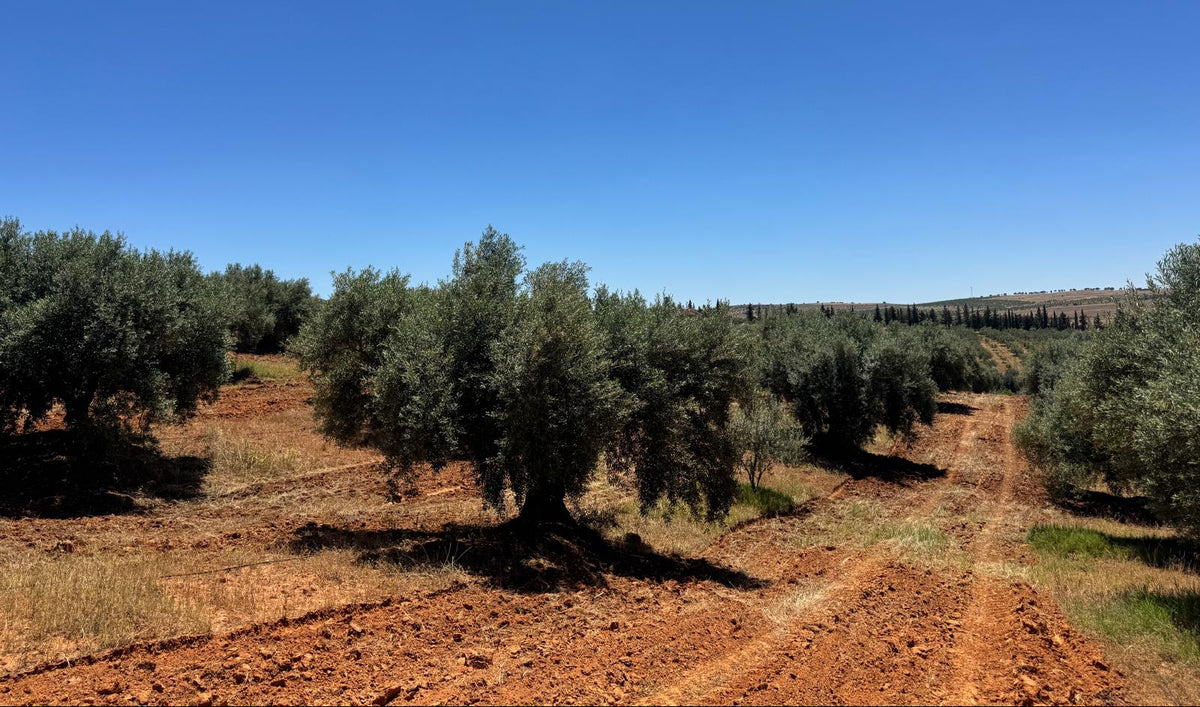 A wide outdoor landscape of an olive grove with rows of green olive trees on reddish-brown soil under a clear blue sky.
